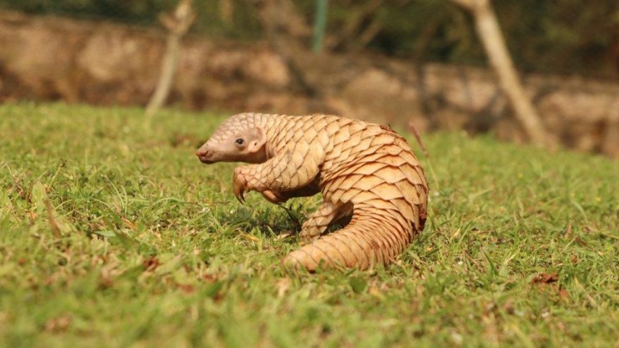 pangolin-siyasetcafe.jpg